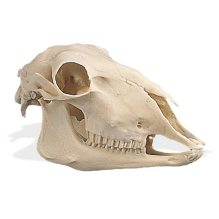 3B SCIENTIFIC Sheep Skull, Replica 1005105
